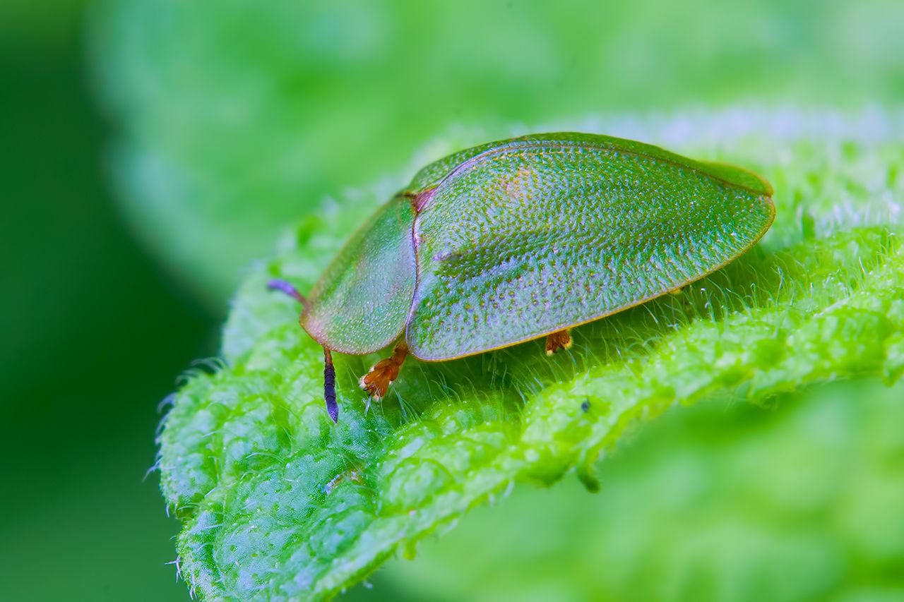 Chrysomelidae:  Cassida viridis